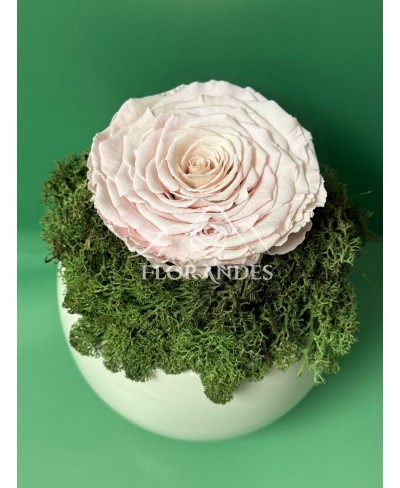 Aranjament cu trandafir criogenat roz